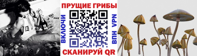 Псилоцибиновые грибы Psilocybe Скопин